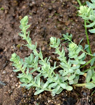 Rhodiola rosea is an important medicinal plant with yellow and pink flowers whose roots are used. Rose root,Rhodiola rosea,is an important medicinal plant with yellow and pink flowers whose roots are used.