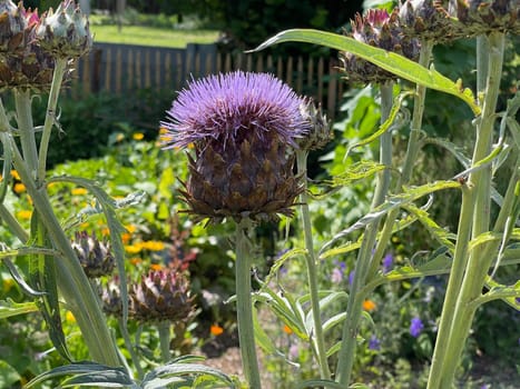 Artichoke,Cynara scolymus is a vegetable and medicinal plant. Artichoke,Cynara scolymus,is a vegetable and medicinal plant.
