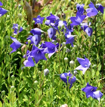 . Balloon flower,Platycodon grandiflorum is an attractive ornamental flower with beautiful blue flowers. Balloon flower,Platycodon grandiflorum is an attractive ornamental flower with beautiful blue flowers.