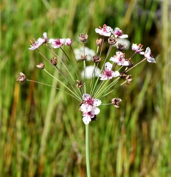 Swan flower,Butomus umbellatus is a frog-like aquatic plant with pink flowers. Swan flower,Butomus umbellatus,is a frog-shaped aquatic plant with pink flowers.