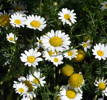 Roman Bertram,Anacycle pyrethrum,is an important medicinal plant with white flowers and is used in medicine. Roman Bertram,Anacycle pyrethrum,is an important medicinal plant with white flowers and is used in medicine.
