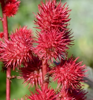 Castor oil,Ricinus communis is a poisonous and medicinal plant with red flowers and poisonous beans. Castor oil,Ricinus communis,is a poisonous and medicinal plant with red flowers and poisonous beans.