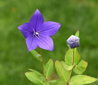 . Balloon flower,Platycodon grandiflorum is an attractive ornamental flower with beautiful blue flowers. Balloon flower,Platycodon grandiflorum is an attractive ornamental flower with beautiful blue flowers.