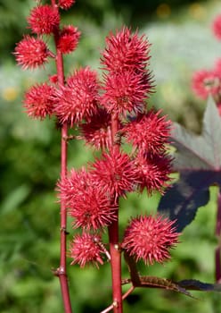 Castor oil,Ricinus communis is a poisonous and medicinal plant with red flowers and poisonous beans. Castor oil,Ricinus communis,is a poisonous and medicinal plant with red flowers and poisonous beans.