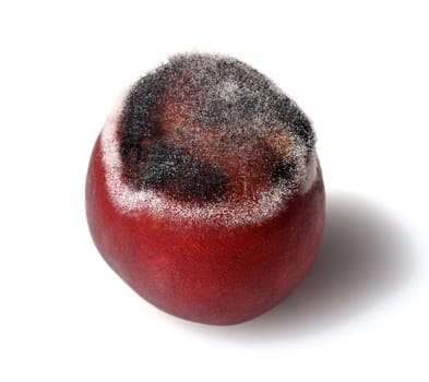 In microbiology,molds are a systematically heterogeneous group of filamentous fungi,the majority of which belong to the taxonomic groups of ascomycetes and zygomycetes. Molds,visibly also called mold,are a systematically heterogeneous group of filamentous fungi in microbiology,the majority of which belong to the taxonomic groups of the Ascomycetes and Zygomycetes.