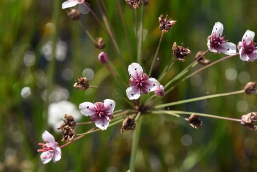 Swan flower,Butomus umbellatus is a frog-like aquatic plant with pink flowers. Swan flower,Butomus umbellatus,is a frog-shaped aquatic plant with pink flowers.