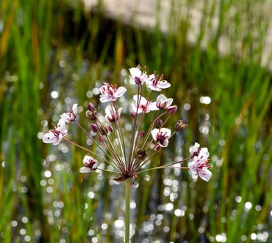 Swan flower,Butomus umbellatus is a frog-like aquatic plant with pink flowers. Swan flower,Butomus umbellatus,is a frog-shaped aquatic plant with pink flowers.