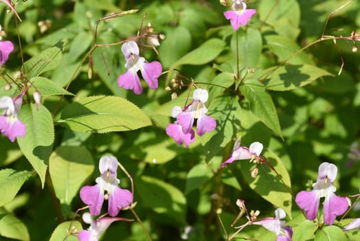 Impatiens glandulifera is a medicinal plant that is also used in medicine. Druesiges balsam,gland,Impatiens glandulifera is a medicinal plant that is also used in medicine.