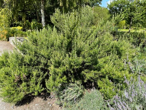Rosemary,Rosemary officinalis,is a medicinal and herbal plant. Rosemary officinalis,is a medicinal and herbal plant.