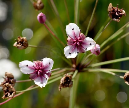Swan flower,Butomus umbellatus is a frog-like aquatic plant with pink flowers. Swan flower,Butomus umbellatus,is a frog-shaped aquatic plant with pink flowers.