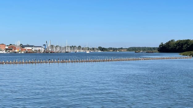 Herring fence in the town of Kappeln is a unique document of fishing in the Schlei. It is the last functioning herring fence in Europe. Herring fence in the town of Kappeln is a unique document of fishing in the Schlei. It is the last fully functional herring fence in Europe.