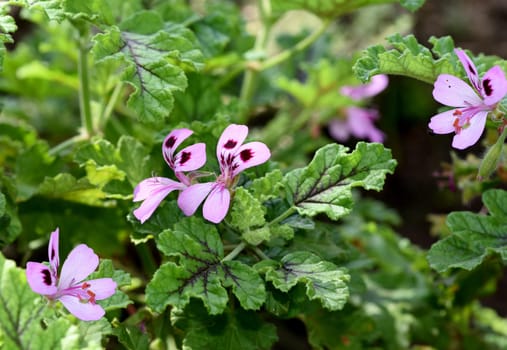 Geraniums,pelargoniums are summer flowers for garden and balcony. Geraniums and pelargoniums are summer flowers for the garden and balcony.