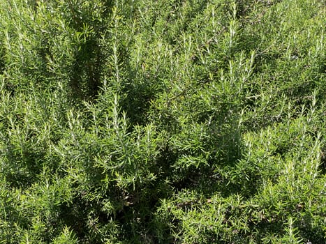 Rosemary,Rosemary officinalis,is a medicinal and herbal plant. Rosemary officinalis,is a medicinal and herbal plant.