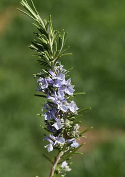 Rosemary,Rosemary officinalis,is a medicinal and herbal plant. Rosemary officinalis,is a medicinal and herbal plant.