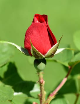 Red Corsair is a shrub rose with red flowers. Roter Korsar is a shrub rose with red flowers.