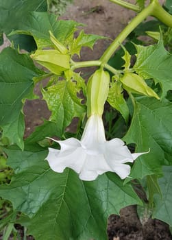 Holly apple,Datura Stramonium is a medicinal plant that is also used in medicine. Thorn apple,Datura Stramonium is a medicinal plant that is also used in medicine.