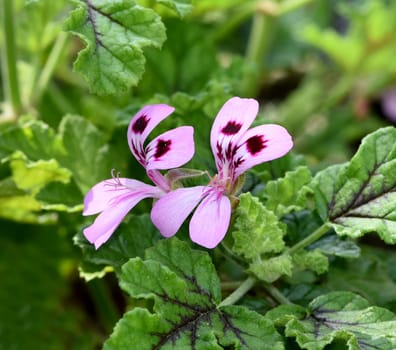 Geraniums,pelargoniums are summer flowers for garden and balcony. Geraniums and pelargoniums are summer flowers for the garden and balcony.