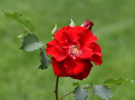 Red Corsair,is a shrub rose with beautiful red flowers. Red Corsair is a shrub rose with beautiful red flowers.