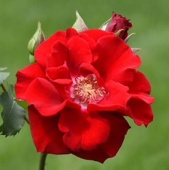 Red Corsair,is a shrub rose with beautiful red flowers. Red Corsair is a shrub rose with beautiful red flowers.