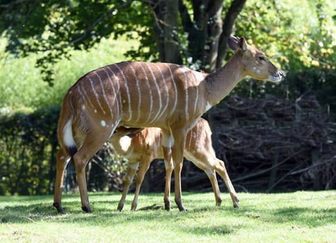 Lowland Nyala is an antelope that lives in South Africa. Lowland nyala is an antelope that lives in South Africa.