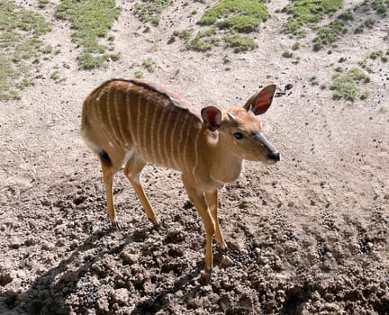 Lowland Nyala is an antelope that lives in South Africa. Lowland nyala is an antelope that lives in South Africa.