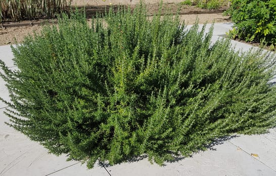 Rosemary,Rosemary officinalis,is a medicinal and herbal plant. Rosemary officinalis,is a medicinal and herbal plant.