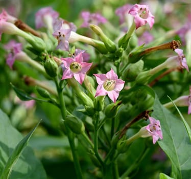 Virgin tobacco,Nicotiana tabacum is useful and poisonous plant and also a medicinal plant. Virginian tobacco,Nicotiana tabacum is useful and poisonous and also a medicinal plant.