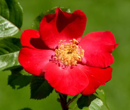 Red Corsair is a shrub rose with red flowers. Roter Korsar is a shrub rose with red flowers.