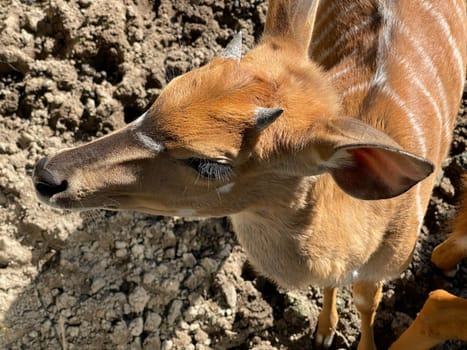 Lowland Nyala is an antelope that lives in South Africa. Lowland nyala is an antelope that lives in South Africa.