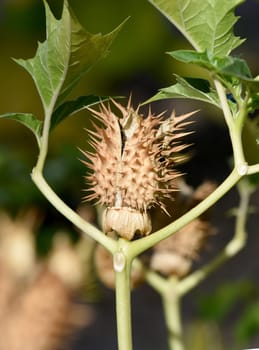 Holly apple,Datura Stramonium is a medicinal plant that is also used in medicine. Thorn apple,Datura Stramonium is a medicinal plant that is also used in medicine.