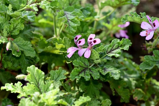 Geraniums,pelargoniums are summer flowers for garden and balcony. Geraniums and pelargoniums are summer flowers for the garden and balcony.