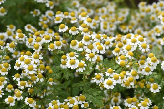 Feverfew,Tanacetum parthenium,is an important medicinal plant with white flowers. It is a beautiful perennial plant and is often planted in the garden. Feverfew,Tanacetum parthenium,is an important medicinal plant with white flowers. It is a beautiful perennial plant and is often planted in the garden.