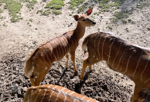 Lowland Nyala is an antelope that lives in South Africa. Lowland nyala is an antelope that lives in South Africa.