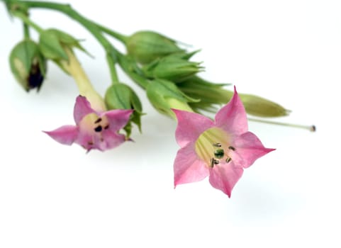 Virgin tobacco,Nicotiana tabacum is useful and poisonous plant and also a medicinal plant. Virginian tobacco,Nicotiana tabacum is useful and poisonous and also a medicinal plant.