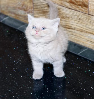 Scottish -British kitten color fawn on the countertop, domestic kitten, theme domestic cats and kittens, kittens in the kitchen