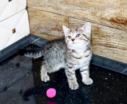 Scottish kitten color golden Tabby by the wall, pet kitten, theme domestic cats and kittens, kittens in the kitchen
