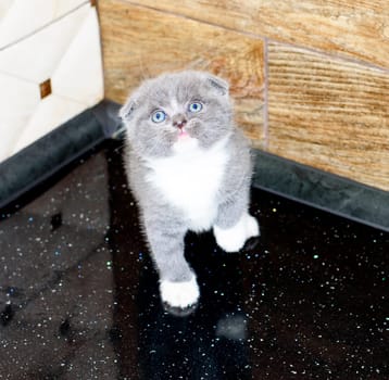 very beautiful Scottish fold bicolor kitten, pet kitten, theme pet cats and kittens, kittens in the kitchen