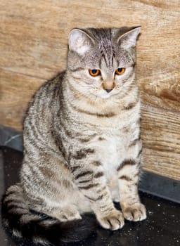 golden tiger tabi scottish kitten, pet kitten, theme pet cats and kittens, kittens in the kitchen