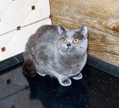 blue scottish cat on the kitchen countertop, domestic kitten, theme domestic cats and kittens, kittens in the kitchen