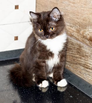 Beautiful Scottish Highland straight kitten fluffy brown kitten, pet kitten, theme pet cats and kittens, kittens in the kitchen