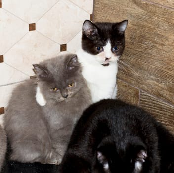 two large Scottish kittens in an embrace, a domestic kitten, a theme of domestic cats and kittens, kittens in the kitchen