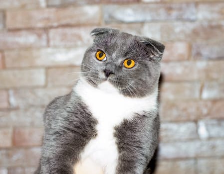 beautiful blue bicolor Scottish fold cat on the background of a brick wall, the theme of cats and cats in the house, pets their photos and their lives