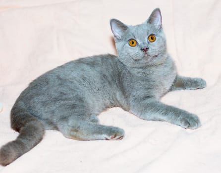 fawn Scottish straight kitten lies on a light background, the theme of cats and cats in the house, pets their photos and their lives