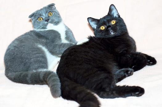 black straight and blue bicolor Scotish-fold kitten lies on a light background, the theme of cats and cats in the house, pets their photos and their lives