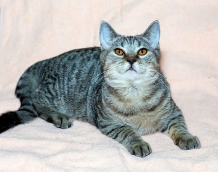 beautiful Scottish tiger cat is lying on a light bed, the theme of cats and cats in the house, pets, their photos and their lives