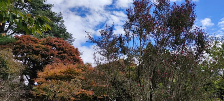 Fu Shou Shan Farm, Taiwan - Nov 17, 2011 : Beautiful mountain with sweet and organic plums grown and colorful maple in Taiwan
