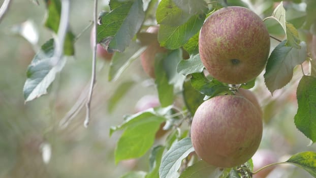 The Sweet and organic plums grown at Fu Shou Shan Farm mountain in Taiwan
