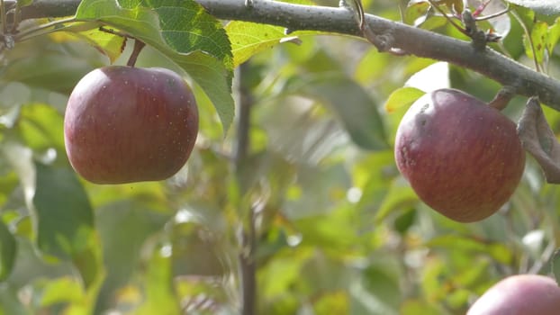 The Sweet and organic plums grown at Fu Shou Shan Farm mountain in Taiwan