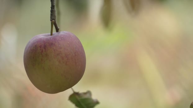 The Sweet and organic plums grown at Fu Shou Shan Farm mountain in Taiwan