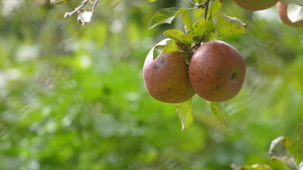 The Sweet and organic plums grown at Fu Shou Shan Farm mountain in Taiwan